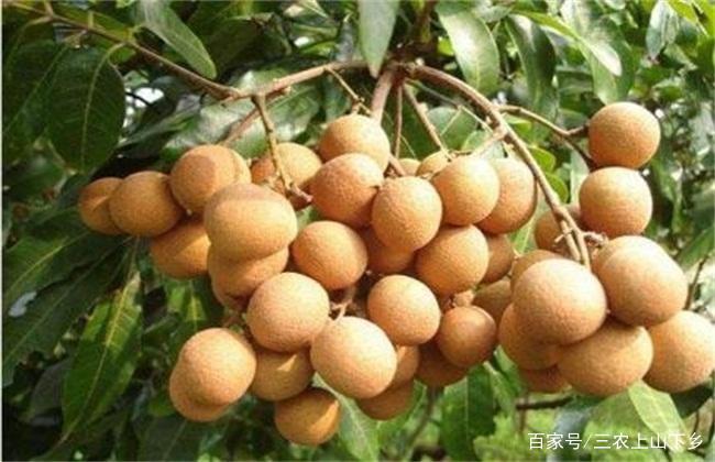 广东高州分界龙眼